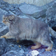 Illustration for article titled Caturday - Octolobus manul Edition